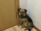Ростовчане привязали щенка к двери клиники, обмотав морду животного скотчем