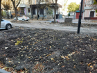 Власти Ростова пообещали высадить на Университетском 40 новых деревьев