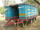 Опасно подозрительных пчел завезли беспечные ростовские пасечники в Орел