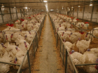 На птичниках ВЭБ в Ростовской области зафиксирована вспышка птичьего гриппа