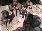 В Ростове ищут дом шестерым щенкам, которых грозят извести