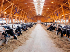 В Ростовской области построят молочную ферму за 2 млрд рублей