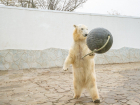 В Ростовском зоопарке рассказали, почему вынуждены отдать Айку в Казахстан