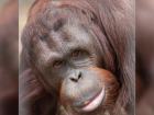 Орангутану Кирану в ростовском зоопарке исполнилось 12 лет