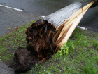 Двух отдыхавших на лавочке женщин пришибло старым трухлявым деревом в Ростове