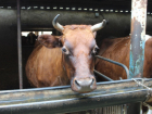 В Ростовской области ветеринары проводят вакцинацию скота против сибирской язвы