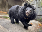 Гималайская медведица Урсула проспит свой день рождения в зоопарке Ростова