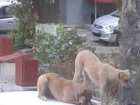 Три бездомных собаки попытались «угнать» иномарку со двора Ростова