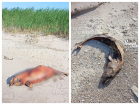 В Ростовской области на Павло-Очаковской косе обнаружили трупы дельфинов 
