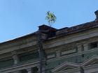 Трепетное деревце выросло на крыше старого дома в Ростове назло ветрам и отсутствию почвы