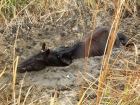 В Ростове по самую шею в грязи застряла лошадь