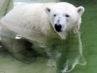 В ростовском зоопарке поселилась белая медведица Комета из Чехии