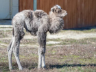 В зоопарке Ростова показали верблюжонка, который родился 6 марта
