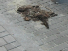 Ставшая частью дизайна обновленного центра Ростова мертвая кошка нагоняет тоску на местных жителей