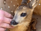 В донской парк перевезли спасенного из Луганска косуленка