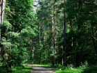 Более 115 млн рублей потратят на сохранение лесов в Ростовской области в 2022 году
