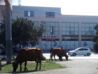 Объедающее клумбы и газон в центре города стадо коров рассмешило ростовчан