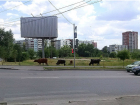 Разговоры об умиротворенно пасущихся коровах и козах плавно перетекли в причитания по поводу отсутствия метро в Ростове 