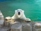 В Ростовском-на-Дону зоопарке объяснили, почему белый медведь «выглядит потертым»