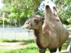 Самка верблюда по кличке Ева умерла в Ростовском зоопарке