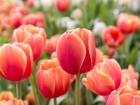 Еще не поздно заняться тюльпанами: как ростовчанам подобрать время для ухода за цветником