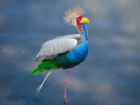 Посетителям ростовского зоопарка показали «птицу счастья» 1 апреля 