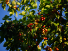 Крупная агрофирма из Ростовской области сообщила о стопроцентной гибели урожая черешни, сливы и яблок