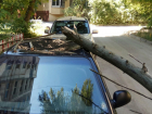 Рухнувшее дерево проломило крышу автомобиля во дворе Ростова