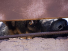 В Ростовской области ввели карантин из-за бешенной собаки