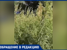 «Мы просто задыхаемся»: ростовчане пожаловались на огромные заросли амброзии на Штахановского