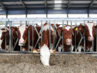 Инвесторы отказались от строительства двух молочных комплексов в Ростовской области