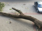 Два дня упавшее на тротуар дерево беспокоит жителей переулка Ашхабадский