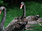 В зоопарке Ростова вылупились четыре птенца черного лебедя