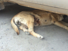В Ростове живодер убивал собак из охотничьего ружья 