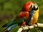 Два попугая ара из зоопарка Ростова оказались жертвами бандитов