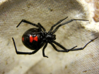 Опасных ядовитых пауков на сухогрузе доставили в Италию из Таганрога 