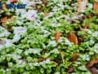 В Ростовской области обещают мокрый снег 29 декабря 