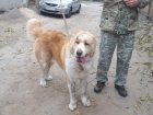 Нашлись хозяева собаки, которую пытались задавить ростовские полицейские