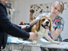 В Ростовской области льготная стерилизация собак и кошек пройдет 31 августа
