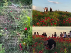 Маковое поле на Северном превратили в грязь ради эффектных видео