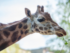 В Ростовском-на-Дону зоопарке живет самая взрослая жирафиха Ротшильда в Европе