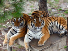 День амурского тигра и дальневосточного леопарда смогут отпраздновать все ростовчане