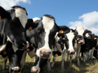 За продажу скота на 20 миллионов рублей будет наказан житель Ростовской области