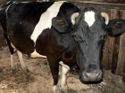Корову ночью на хуторе в Ростовской области похитили двое мужчин