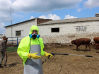 В Ростовской области молоко больных лейкозом коров продают на Кубань