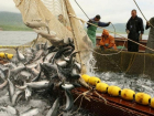 Ростовские рыболовные компании ушли на вынужденный простой из-за возможных провокаций в Азовском море