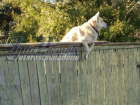 Собака-«наблюдака» на заборе заставила жителей Ростова поверить в реинкарнацию