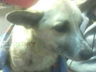 Средневековые пытки с «испанским галстуком» устроил маленькой собаке живодер в Ростовской области