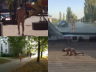 Топ-5 попавших на видео самых смешных голопопиков на улицах Ростова и области в 2017 году