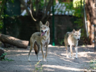 Волки Альма и Буч показали троих очаровательных волчат в ростовском зоопарке